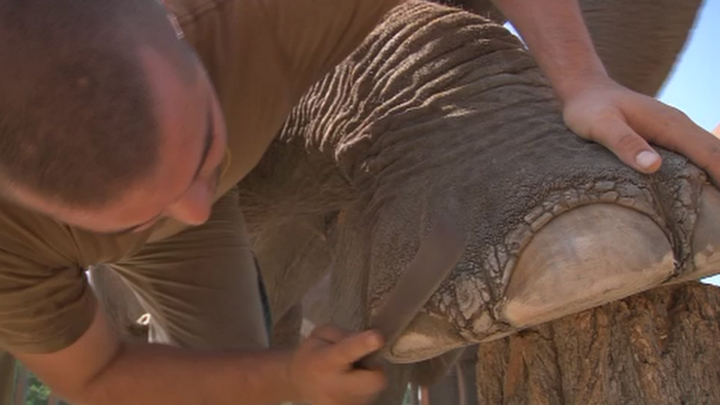 Cuidador del Safari Madrid haciéndole la pedicura a uno de sus elefantes