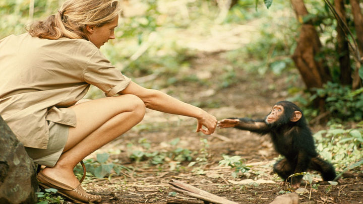Jane Goodall. Hugo Van Lawick - National Geographic