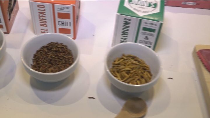 Gusanos, saltamontes e insectos varios servidos como snacks