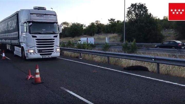 Imagen del jabalí que provocó el accidente en la M-50