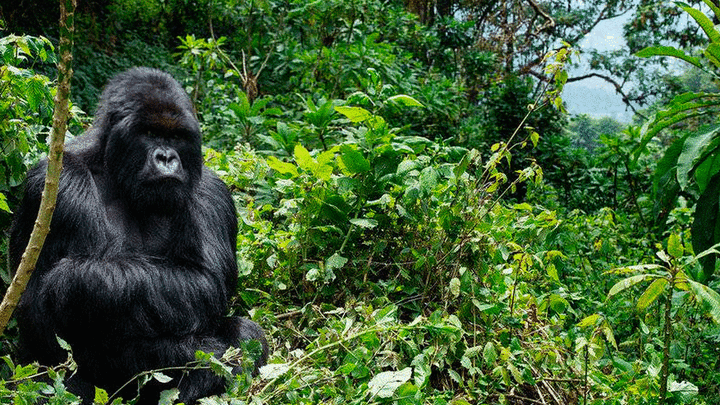 El Centro de Rescate de Primates Rainfer / Centro Rainfer ‏