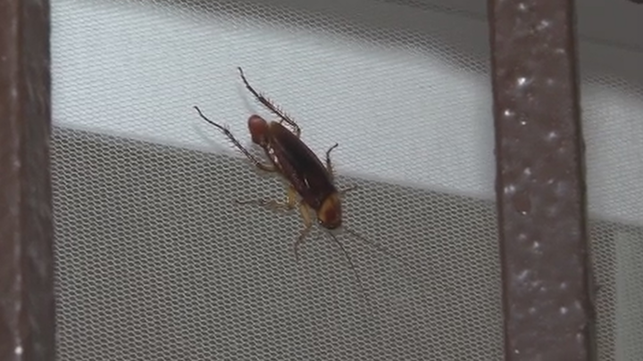 También denuncian la presencia de cucarachas de grandes dimensiones en la zona