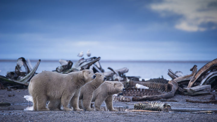 'Docustar' rinde homenaje a nuestro planeta.