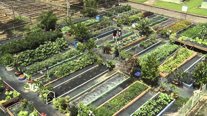 Huertos urbanos / Redacción