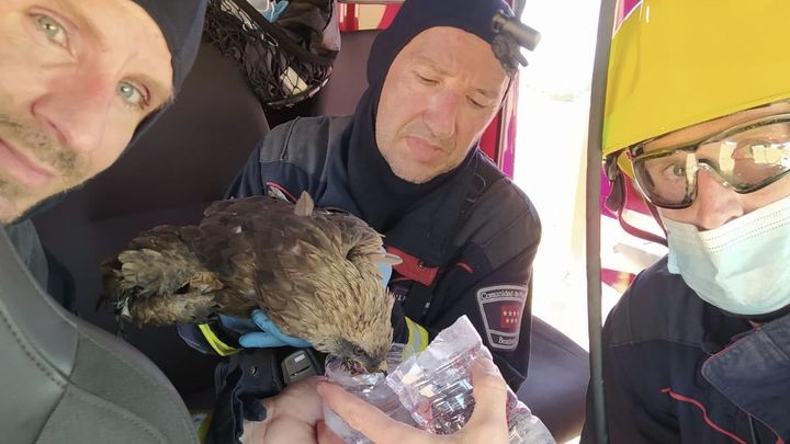 Bomberos rescatan a un milano en el incendio de Villaviciosa de Odón / 112 Comunidad de Madrid