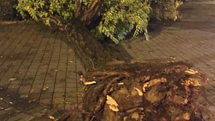 Árbol caído en Aluche por culpa del viento / TELEMADRID.ES