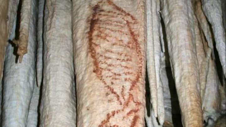 Pinturas rupestres de la cueva de Nerja que representan focas y que podrían tener una antigüedad de 42.000 años / EFE