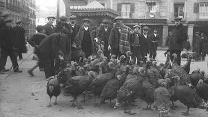 Venta de pavos en Madrid / Chusseau-Flaviens