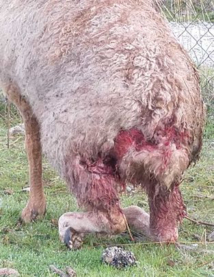 Estado de las patas traseras de una oveja herida / Telemadrid.es
