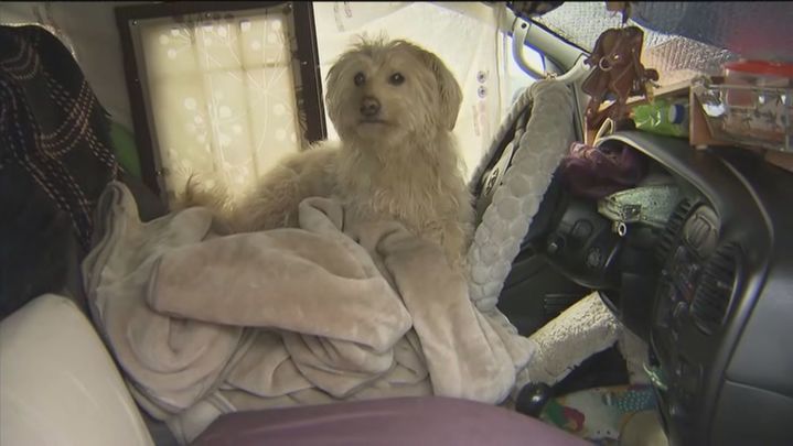 Uno de los dos perros que acompañan a Julia en la furgoneta / TELEMADRID