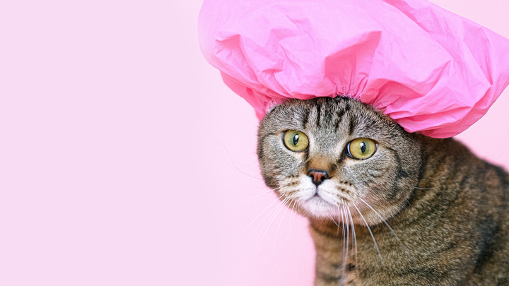 Día Internacional del Gato / Agencias