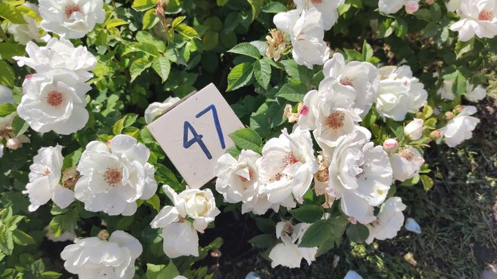 Participante 47 / E.E