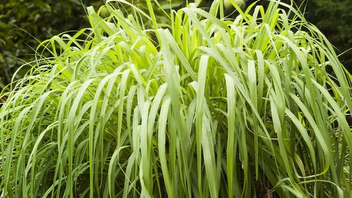 Su aroma tiene un efecto inmediato en los mosquitos / ARCHIVO