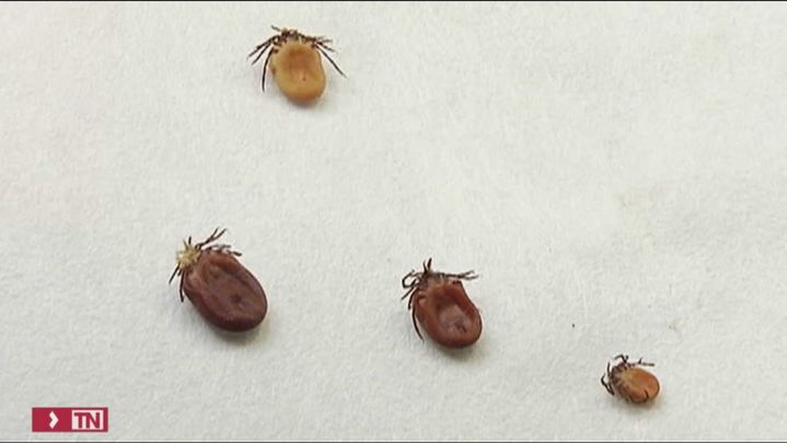 El peligro de las garrapatas / Telemadrid