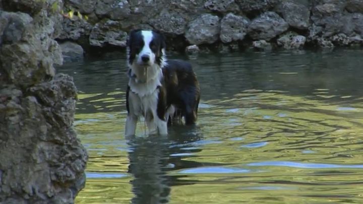 Los perros y los gatos son muy peligrosos para estas aves, es común que se metan en la laguna e intenten cazarlos. / Madrid Directo