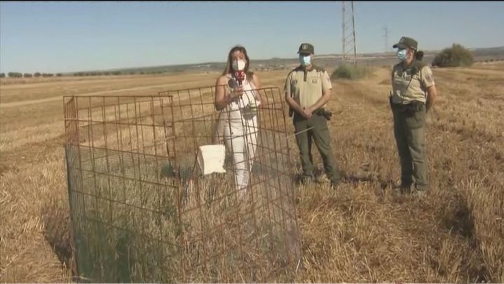 Los agentes forestales ante el nido de aguiluchos ya cercado para protegerlo / TELEMADRID