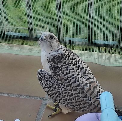 Halcón gerifalte / AYTO MÓSTOLES