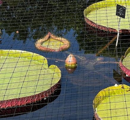 El capullo de nenúfar Victoria, tras emerger a la superficie este sábado / @RJBOTANICO