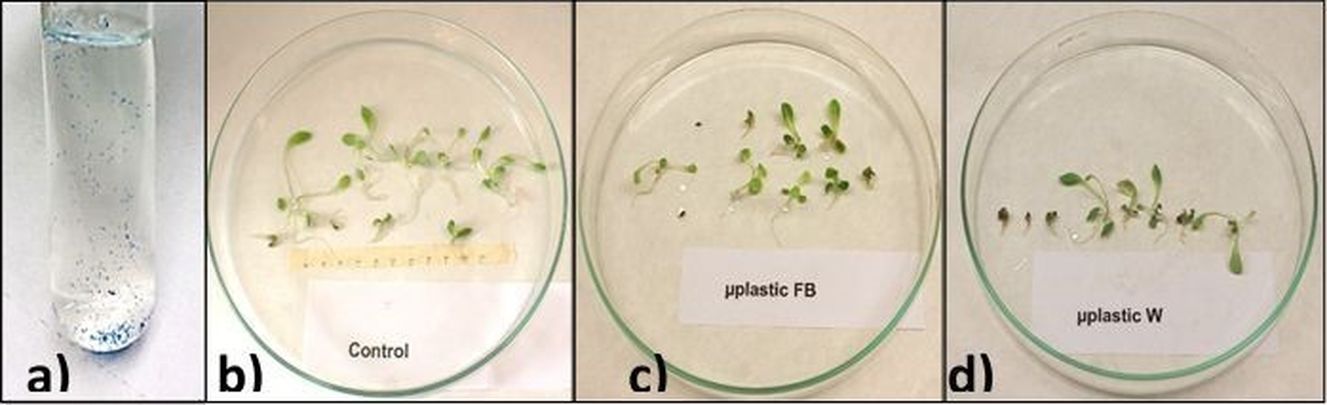 Cultivos in vitro de plantas con microplásticos / UPM/UCM/UAH