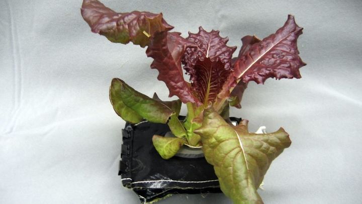 Lechuga de la variedad romana roja que crece en la Estación Espacial Internacional / NASA