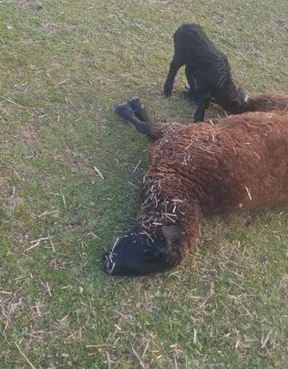 La otra oveja, muerta por un golpe en la cabeza,  junto a su cordero / ANTONIO SINIS