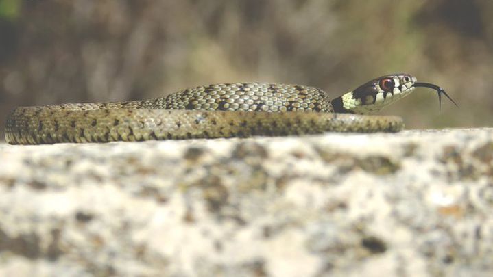 Culebra de collar / AGENTES FORESTALES