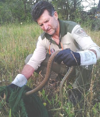 Un agente forestal introduce una culebra bastarda en una bolsa / AGENTES FORESTALES