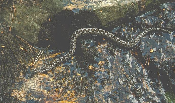Una víbora con su característica cabeza triangular / AGENTES FORESTALES