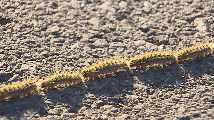 Orugas procesionarias / TELEMADRID