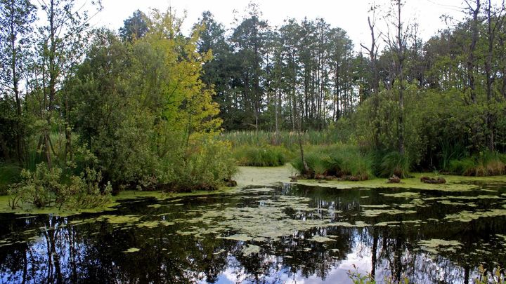Pantanos de Slowetschno-Owrutsch / ALEXANDER TOPILIN