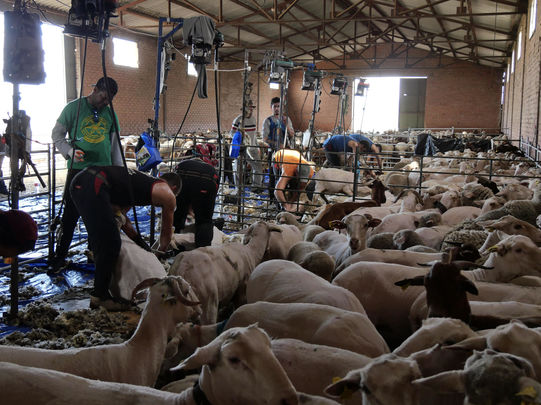 Esquiladores en plena tarea / TRASHUMANCIA Y NATURALEZA