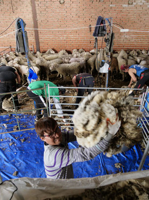 Un esquilador retira el vellón mientras su compañeros realizan el corte de la lana al ganado / TRASHUMANCIA Y NATURALEZA