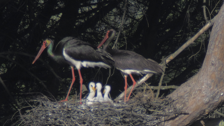 Adultos con tres cigoñinos en el nido / COMUNIDAD MADRID