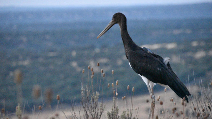 Cigüeña negra con un radiotransmisor en su dorso, tras ser liberada / GREFA