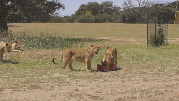 Safari Madrid: un viaje a la sabana africana en Aldea del Fresno