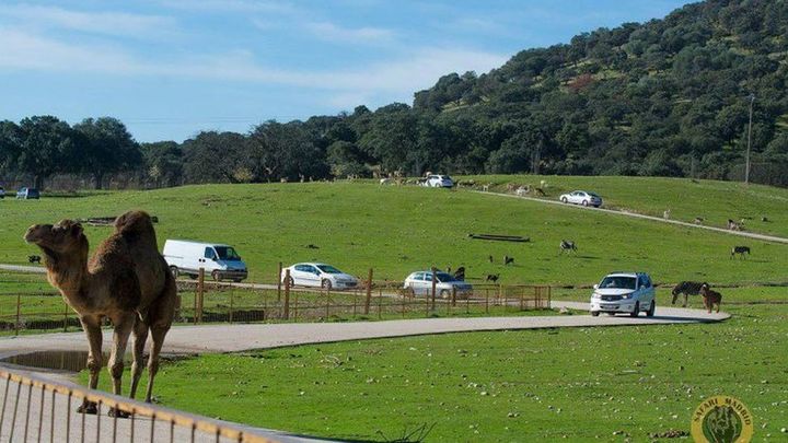 Safari Madrid / Safari Madrid