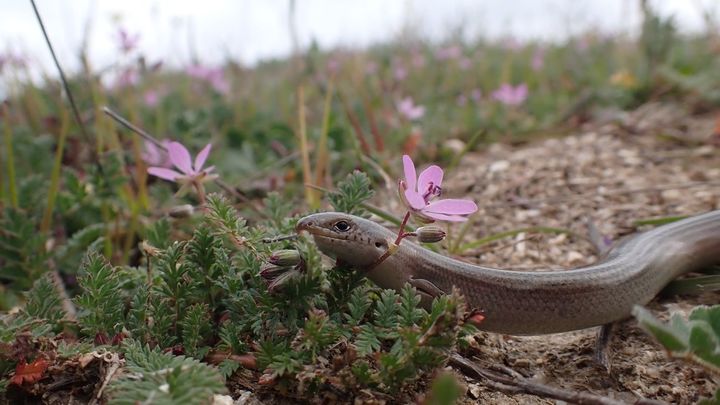 Eslizón tridáctilo / JESÚS TOLEDANO