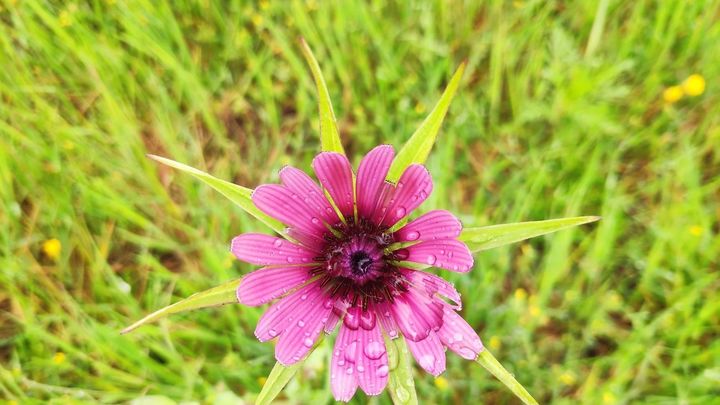 Salfisí Tragopogon en el entorno del lago / NURIA GALLARDO