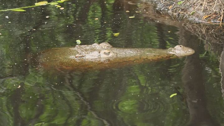 Cocodrilo dentro del agua / Redacción
