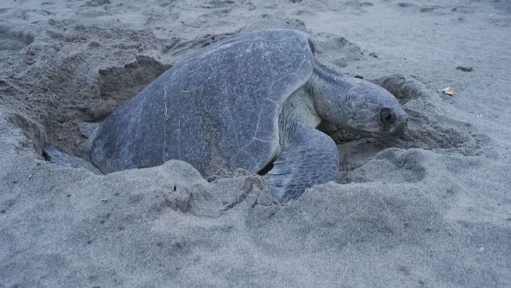 Tortuga desovando en la playa / Redacción