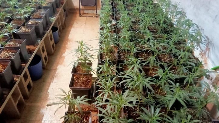 Marihuana / AYUNTAMIENTO DE VALDEMORILLO