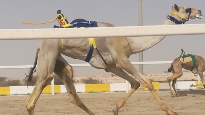 Camello con jockey y látigo robot / Europa Press