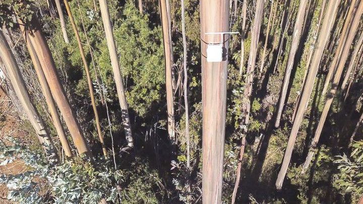 Sensor instalado en un árbol para la detección de incendios / CAM
