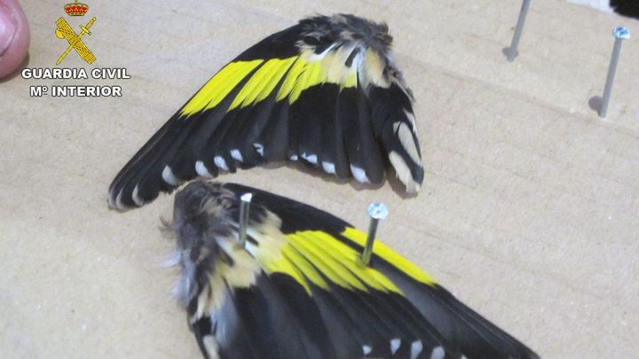 Alas de jilguero, incautadas por la Guardia Civil en una casa de ritos chamánicos / GUARDIA CIVIL