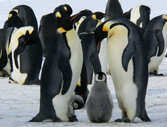 Un grupo de pingüinos emperador en la Antártida / DOMINIO PÚBLICO