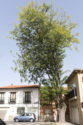 La acacia de tres púas de Velilla de San Antonio / AYTO VELILLA DE SAN ANTONIO