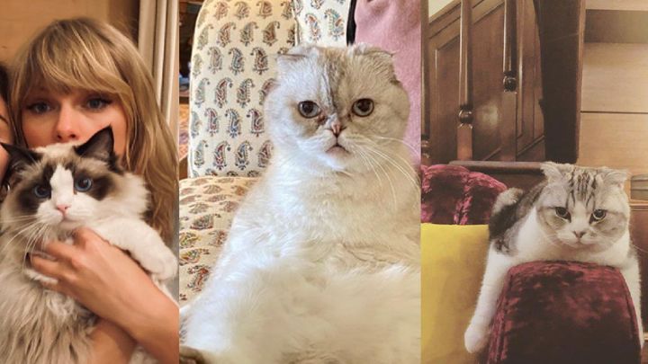 Gatos de Taylor Swift / INSTAGRAM