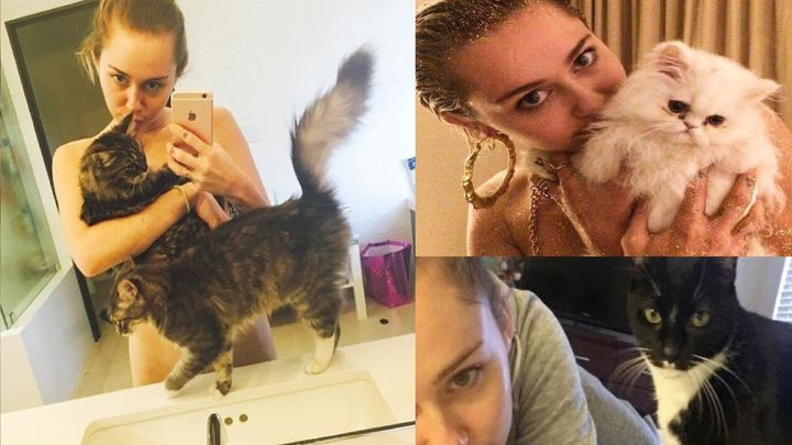Gatos de Miley Cyrus / INSTAGRAM
