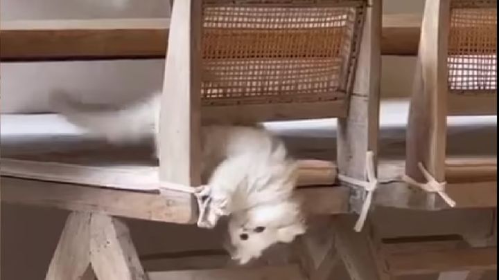 Gato de Kim Kardashian / INSTAGRAM