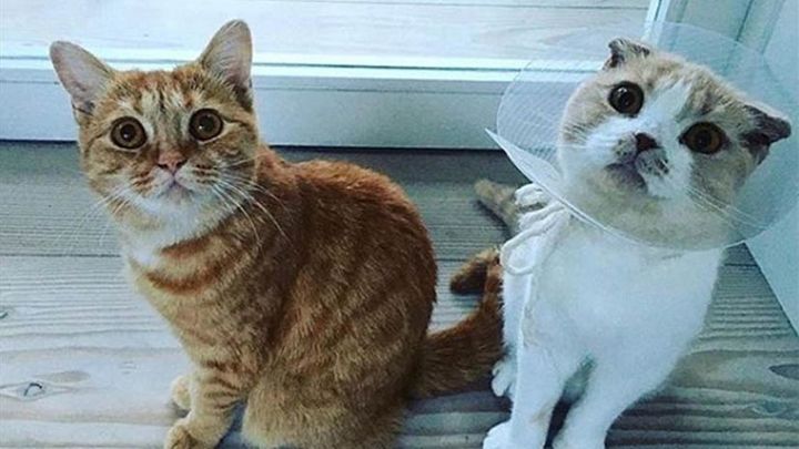 Ed Sheeran: Dorito y Calippo / INSTAGRAM